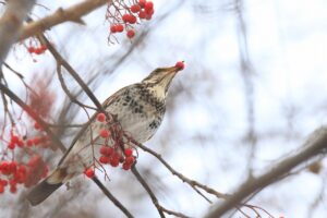 ツグミ2024年12月28日ナナカマドの実を食べる