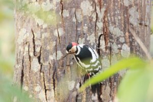 アカゲラ雄2024年12月8日