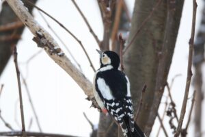 アカゲラ雌2024年12月15日