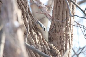 ゴジュウカラ2024年12月8日亜種シロハラゴジュウカラ