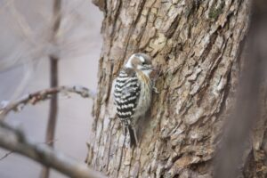 コゲラ2024年12月15日