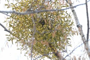 ヤドリギ2024年12月１5日黄色い実がなるヤドリギ