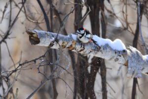 アカゲラ雄2024年12月28日