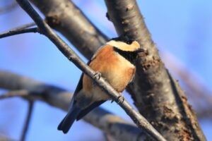 ヤマガラ2024年12月15日