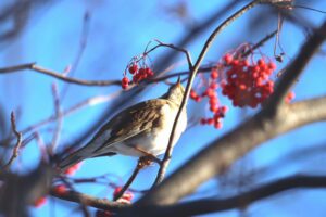 シロハラ2024年12月22日