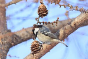 ヒガラ2024年12月28日カラマツにて