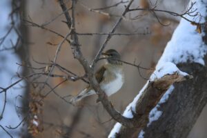 シロハラ2024年12月28日1