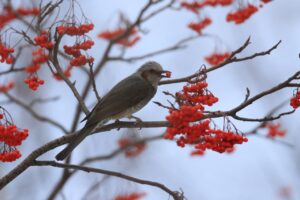 ヒヨドリ2024年12月22日