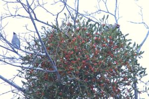 ヒレンジャク2024年12月8日