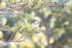 キクイタダキ2024年12月22日