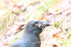 ハシブトガラス2024年12月8日ヌルデの実をくわえる