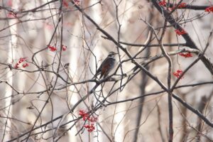 ツグミ2024年12月8日ナナカマド