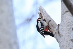 アカゲラ雄2024年12月22日