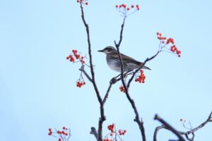 ツグミ2024年12月15日2ナナカマド