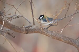 シジュウカラ2024年12月15日