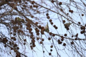 マヒワ2024年12月15日カラマツの種子を食べる