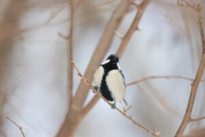 シジュウカラ雄2024年12月22日