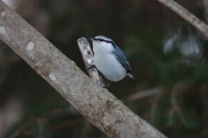 ゴジュウカラ2024年12月22日1亜種シロハラゴジュウカラ