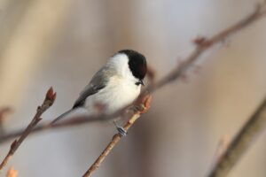 ハシブトガラ2024年12月28日