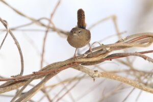 ミソサザイ2024年12月28日