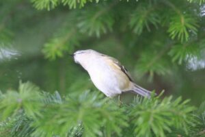 キクイタダキ2024年12月8日