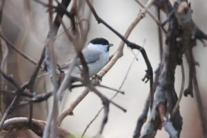 ハシブトガラ2024年12月8日