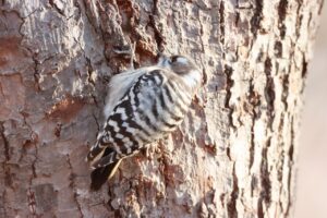 コゲラ2024年12月8日