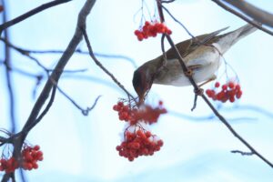 シロハラ2024年12月28日2ナナカマドの実を食べる