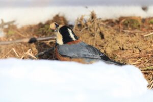 ヤマガラ2024年12月28日