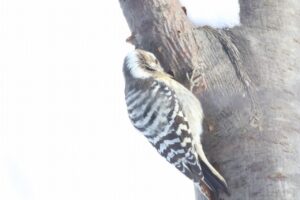 コゲラ2024年12月28日