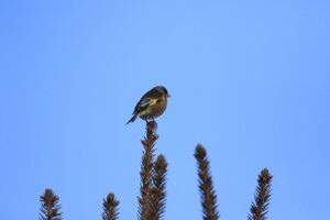 カワラヒワ2024年12月28日