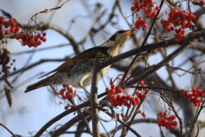 ツグミ2024年12月15日1近く
