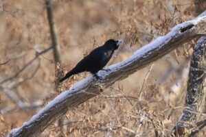 ハシブトガラス2024年12月15日