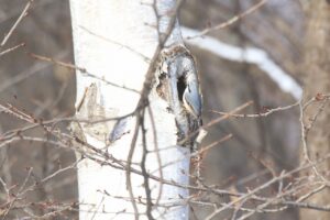 ゴジュウカラ2024年12月8日亜種シロハラゴジュウカラ橙色が広い