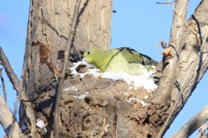 アオバト雌2024年12月28日1雪を食べる