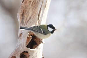 シジュウカラ雌2024年12月8日