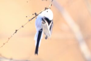 シマエナガ2025年1月13日1