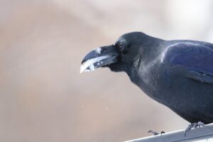 ハシブトガラス2025年1月5日雪を食べる