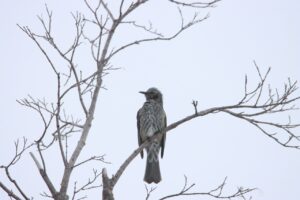 ヒヨドリ2025年1月13日