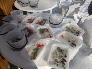 2025年1月9日旭山ボランティアの会活動状況 (お花の板氷)