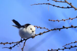 シマエナガ2025年1月13日2