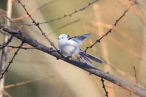 シマエナガ2025年1月19日