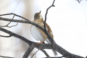 シロハラ2025年1月13日2