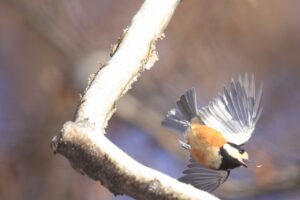 ヤマガラ2025年1月19日