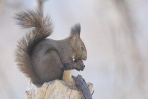 エゾリス2025年1月26日