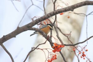 ヤマガラ2025年1月26日