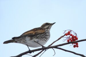 ツグミ2025年1月19日ナナカマドの実を食べる