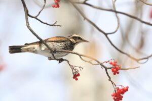 ツグミ2025年1月5日