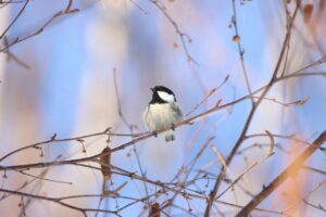 ヒガラ2025年1月19日