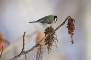 シジュウカラ2025年1月5日ヌルデの実を食べる